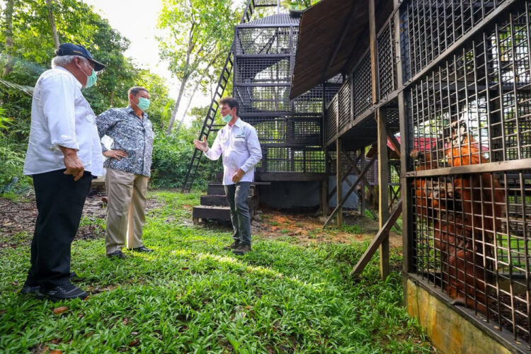 Kepala OIKN: Suaka Orangutan di Pulau Kelawasan Berstatus Kawasan Lindung
