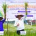 Otorita IKN Dukung Panen Padi Bersama Petani Desa Bukit Raya