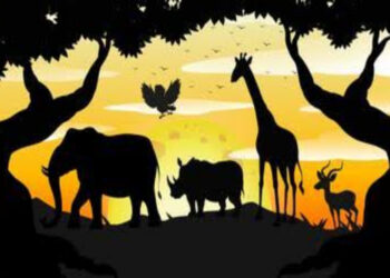 Rencana Pembangunan Taman Safari di IKN Masuk Tahap Desain