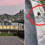 Banyak tikus di KIPP