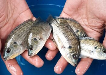 Pemkab PPU Beri Bantuan Ratusan Ribu Bibit Ikan pada Peternak di Serambi IKN