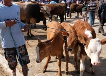 Pemkab PPU Periksa Ulang Kesehatan Hewan Kurban yang Dijual di Serambi IKN