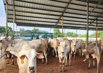 Jelang Idul Adha, Pemkab PPU Pastikan Daging Hewan di Serambi IKN Aman Dikonsumsi