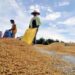 Penyerapan Gabah Panen Petani di Serambi IKN Capai 1.500 Ton