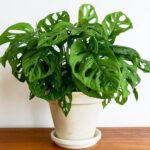 Tren tanaman hias 2025