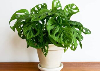 Tren tanaman hias 2025