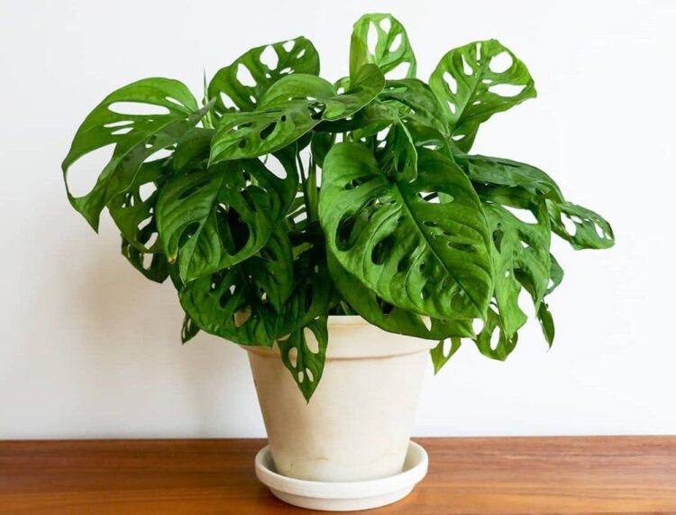 Tren tanaman hias 2025