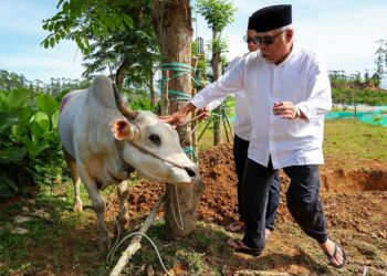 OIKN Beri 6 Sapi dan 3 Kambing Kurban pada Pekerja Konstruksi IKN