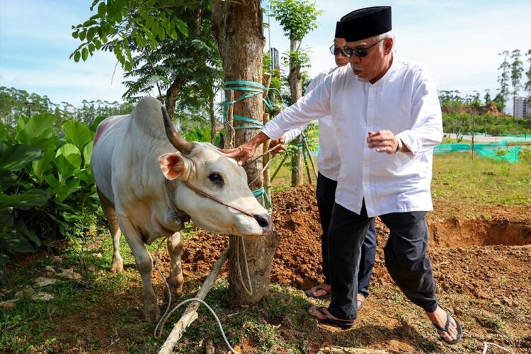 OIKN Beri 6 Sapi dan 3 Kambing Kurban pada Pekerja Konstruksi IKN