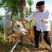 OIKN Beri 6 Sapi dan 3 Kambing Kurban pada Pekerja Konstruksi IKN
