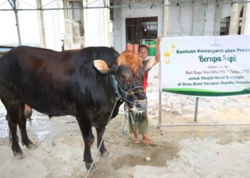 Dua Sapi Kurban Presiden Prabowo Didistribusikan pada Masyarakat IKN