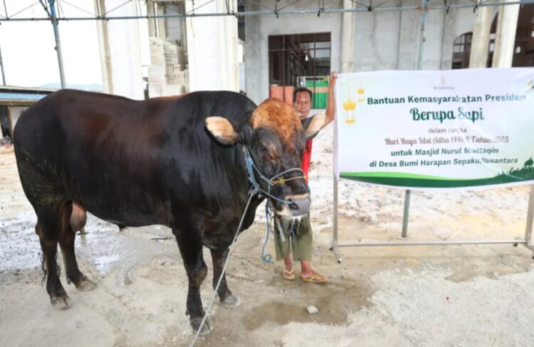 Dua Sapi Kurban Presiden Prabowo Didistribusikan pada Masyarakat IKN