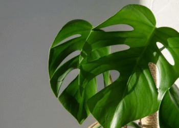 Waspadai! Ini 7 Tanaman Hias yang Beracun, Termasuk Janda Bolong