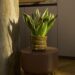 Tanaman Hias Indoor