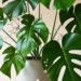 jenis tanaman hias Monstera