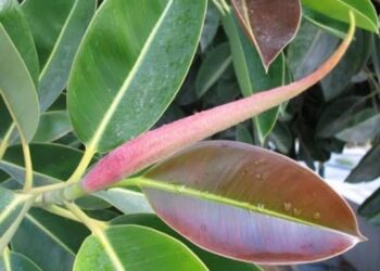 Karet Kebo: Tanaman Liar yang Kini Jadi Primadona di Rumah