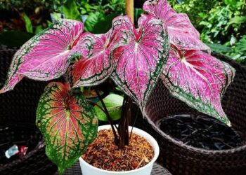 3 Cara Merawat Tanaman Keladi Wayang agar Tetap Indah dan Subur