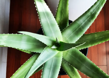 10 Gambar Jenis Tanaman Hias Indoor Cantik untuk Rumah: Mudah Dirawat, Hunian Makin Elegan!