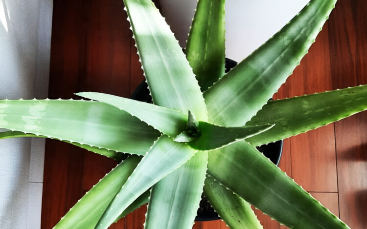 10 Gambar Jenis Tanaman Hias Indoor Cantik untuk Rumah: Mudah Dirawat, Hunian Makin Elegan!