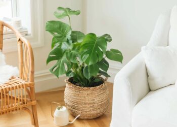 Mau Rumah Lebih Asri? Ini 5 Tanaman Daun Hias yang Gak Ribet Perawatannya