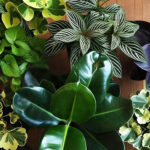 Jenis tanaman hias daun