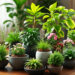 tanaman hias indoor mini