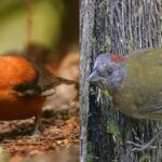 2 Burung Mematikan Asal Papua