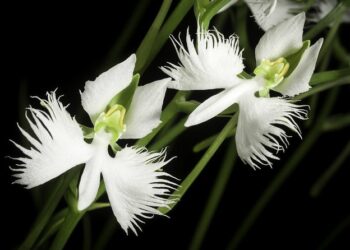 Unik dan Estetik! 11 Tanaman Hias Ini Bentuknya Mirip Banget Binatang, Cocok Buat Koleksi Rumah Kekinian!