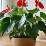 Tanaman hias indoor