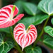 Anthurium Crystallinum (Kuping Gajah)