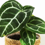 tanaman hias daun lebar