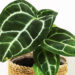 tanaman hias daun lebar