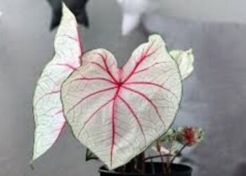 Bikin Tamu Melongo! 10 Tanaman Ajaib Ini Bikin Rumah Adem, Estetik, dan Penuh Healing!