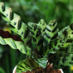 Tanaman Calathea lancifolia