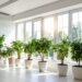 Ini 7 Jenis Tanaman Hias yang Tidak Bisa Tumbuh di Ruangan AC