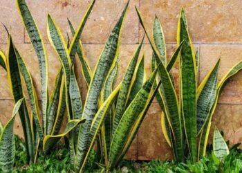 Rekomendasi Tanaman Hias Bawa Rezeki, Cocok Buat Anak Kos dan Rumah Kecil