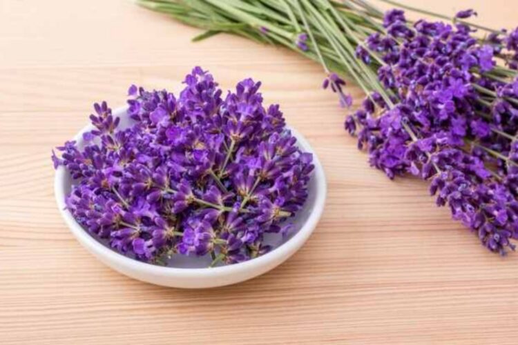 Rekomendasi Tanaman Pengusir Ular Paling Ampuh dan Mudah Dirawat