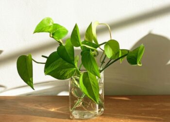 Rekomendasi 5 Tanaman Hias Menjuntai Terbaik untuk Rumah Estetik Minimalis