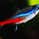 Ikan Neon Tetra