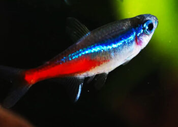 Ikan Neon Tetra