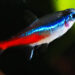 Ikan Neon Tetra