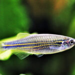 Ikan Hias Aquarium Kecil