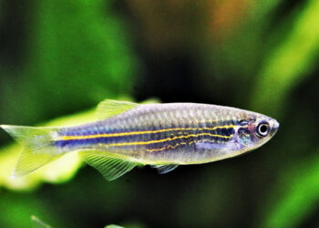 Ikan Hias Aquarium Kecil