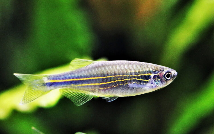 Ikan Hias Aquarium Kecil