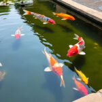 Ikan hias untuk kolam