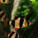 Jenis ikan hias air tawar