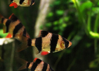 Jenis ikan hias air tawar