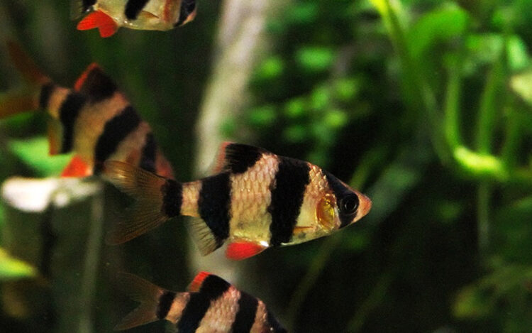 Jenis ikan hias air tawar
