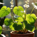 Manfaat Daun Binahong