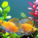 Jenis ikan molly